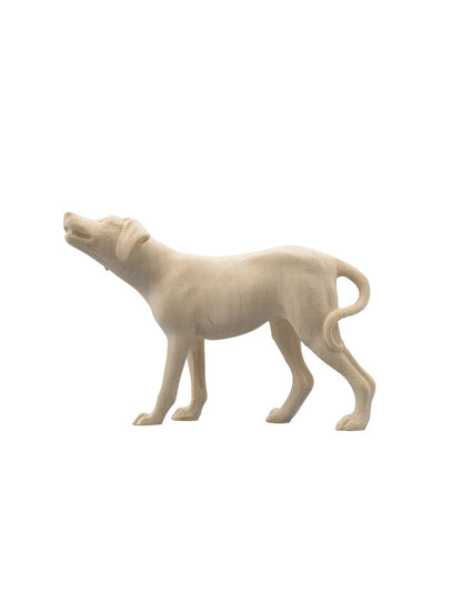 IN Hund Pointer