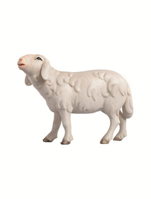 LI Schaf laufend