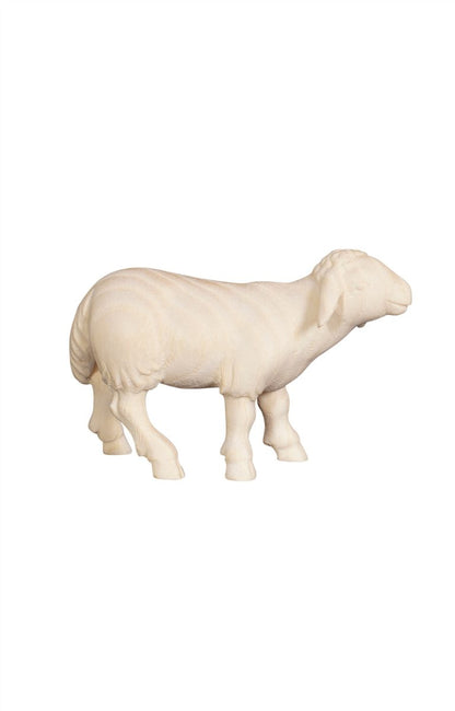 Pema Nativity Sheep standing looking forward
