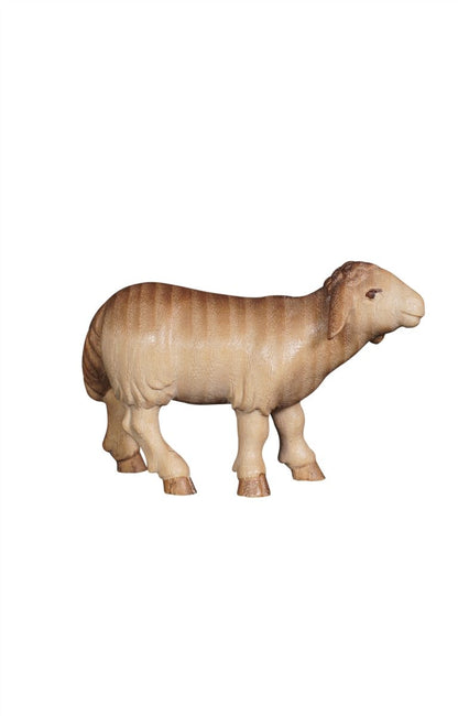 Pema Nativity Sheep standing looking forward