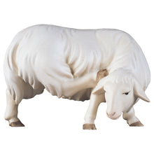 Komet Krippe Schaf kratzend