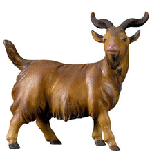 Komet Krippe Ziegenbock