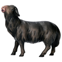 Komet Krippe Schaf geradeaus schauend schwarz